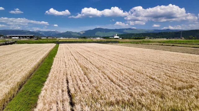 黄金色に輝く麦畑　熊本県　大津町