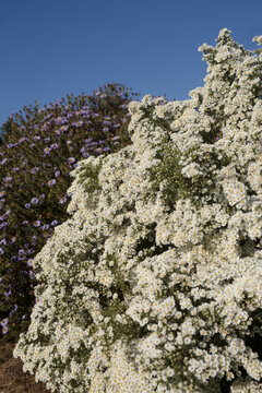 Lush white aster shrub blooming in a garden under a clear blue sky