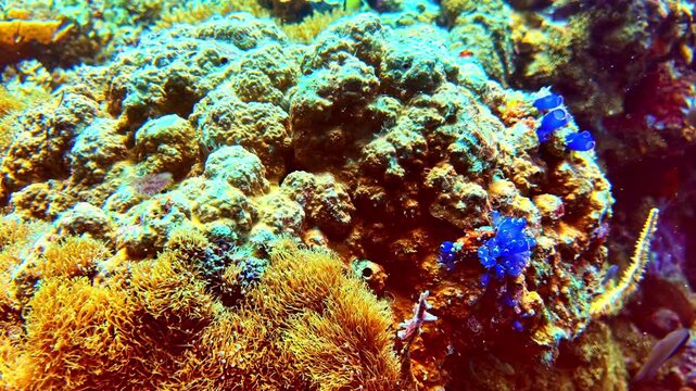 Close-up of vivid blue tunicates growing on a colorful coral reef. The scene captures the dynamic marine life. Suitable for educational content or ocean conservation projects.