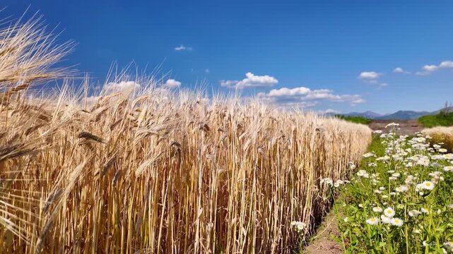黄金色に輝く麦畑　熊本県　大津町