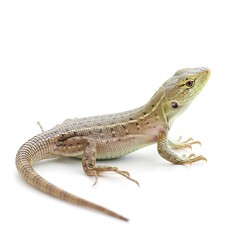 Fototapeta premium A detailed close-up shot of a small green and brown lizard isolated on a white background.