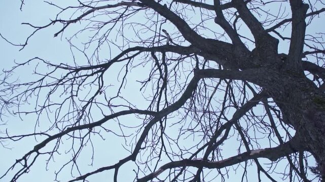 4K video of a lonely, dreary day in desolate nature, frozen forest full of trees with bare, leafless branches in the winter, during a dark, gray, gloomy day, with snow on the ground, frost and ice.
