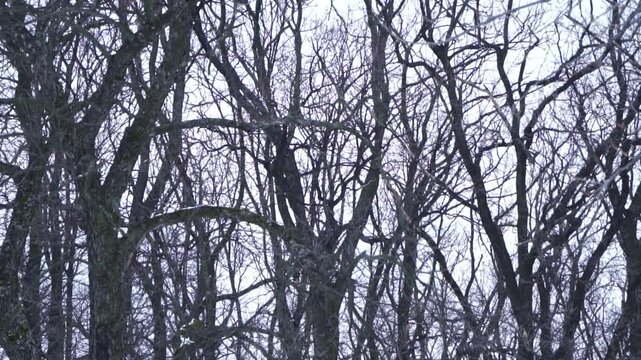 4K video of a lonely, dreary day in desolate nature, frozen forest full of trees with bare, leafless branches in the winter, during a dark, gray, gloomy day, with snow on the ground, frost and ice.