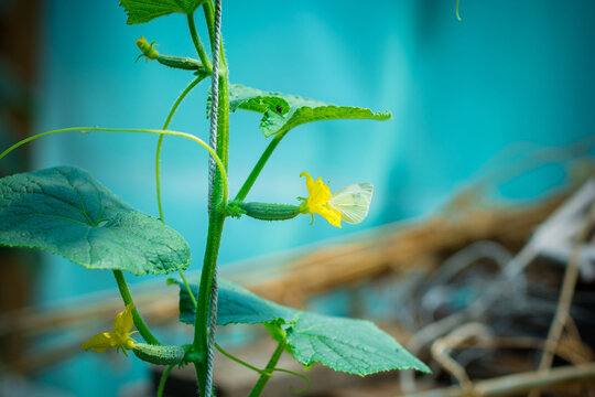 Butterfly landing on a cucumber plant with vibrant yellow flowers in a garden.