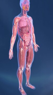 3D animation: neuromuscular junction linking nerves and skeletal muscles. Signal transmission, synapse activity, and muscle contraction for medical education and treatment.