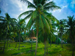 Fototapeta premium Lush tropical landscape with tall palm trees and a cozy home in the background under a bright blue sky.
