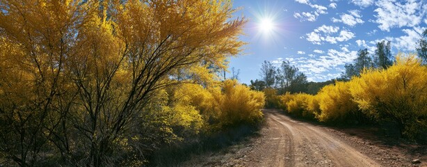 Obraz premium Sunlit dirt road winding through yellow-flowered bushes and trees