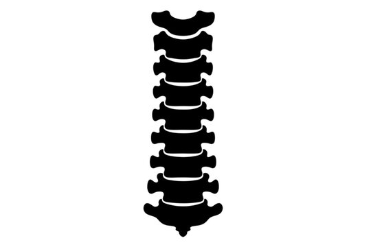 Anatomy of Spinal Column: A detailed illustration showcases the intricate structure of the spine, highlighting each vertebra with precision. This image is ideal for educational materials.