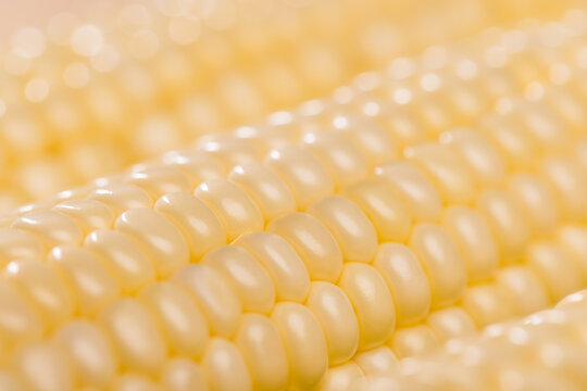 Close up of corn cob isolated showing detailed kernels texture