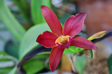 Fototapeta premium Close-up of vibrant red Cattleya orchid blooming