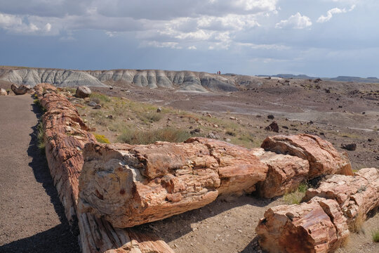 Fossilized fallen trees with painted desert in background