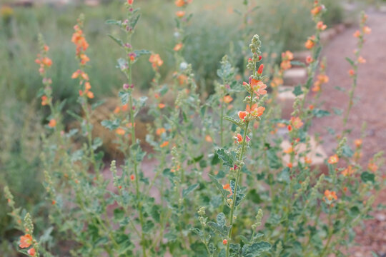 Desert globemallow blooming with beautiful orange flowers in desert