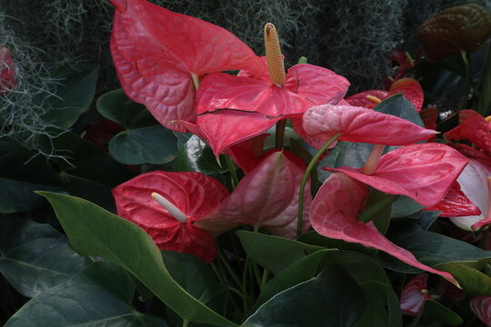 Laceleaf flower plant on nursery