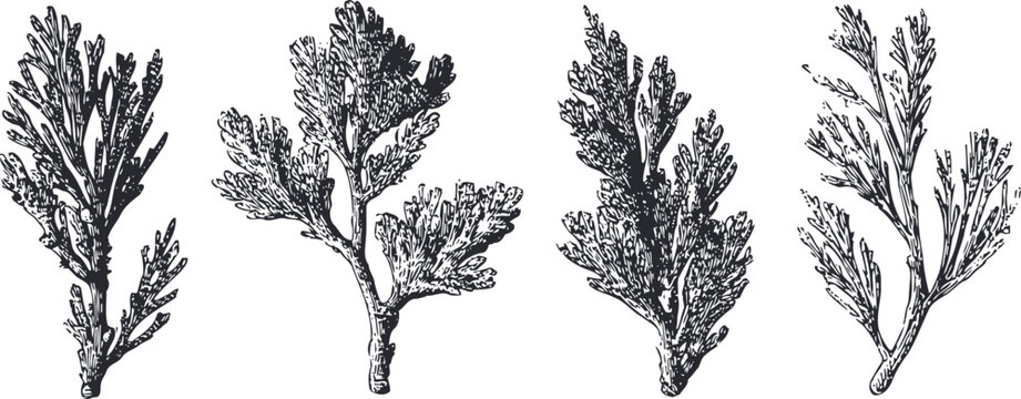 Four vintage botanical ink illustrations of seaweed branches with detailed textures and shapes