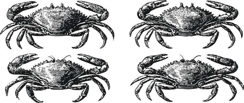 Four detailed hand drawn crabs isolated on white background seafood illustration in black and white engraving