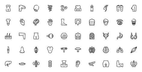Human body icon set. Minimalist anatomy vector icons. Featuring female body, male body, heart, brain, lungs, stomach, kidneys, spine, eye, ear, nose, tongue, skin, hair, bones, muscles, organs and mor © wang