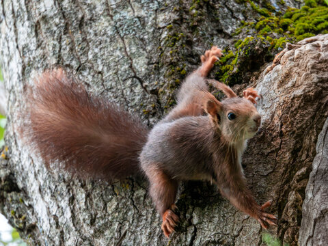 Ardilla roja europea trepando por el tronco de un &aacute;rbol cubierto de musgo en el bosque, primer plano de perfil lateral