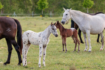 Obraz premium Mares with their foals in the meadow. Horses with their offspring.