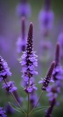 Obraz premium Vibrant Purple Veronica Flowers Blooming in a Lush Garden.