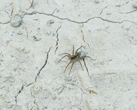 Bio Diversity - Spider - Pardosa monticola on Stone