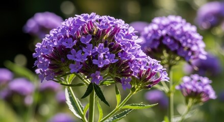 Fototapeta premium Vibrant Purple Flowers Blooming in a Sunny Garden.