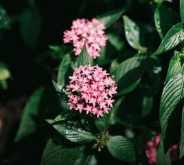 Fototapeta premium Pink blossom flowers blooming in spring garden with soft natural light