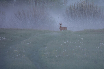 roe deer stands in a misty field during twilight, surrounded by hazy, soft-focus greenery. © Александр Арендарь