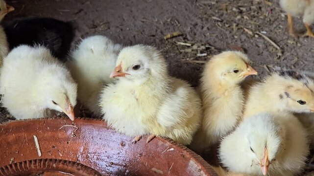 Fluffy yellow baby chicks huddling together, group of newborn chickens on a farm, adorable poultry hatchlings eating from a clay bowl