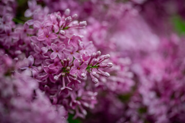 Obraz premium Nice macro photo of lilac flowers under the rain at Hryshko National Botanical Garden, Kiev, Ukraine