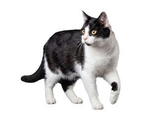 A charming black and white domestic cat with bright yellow eyes, photographed walking sideways. © Kathryn