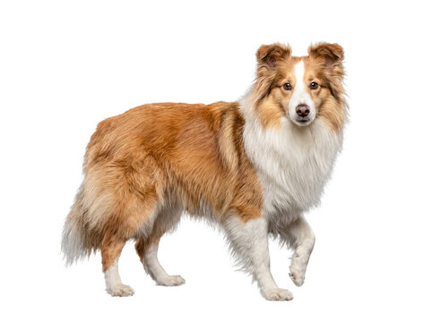 Adorable sable and white Shetland Sheepdog standing gracefully, looking directly at the camera with intelligent eyes.
