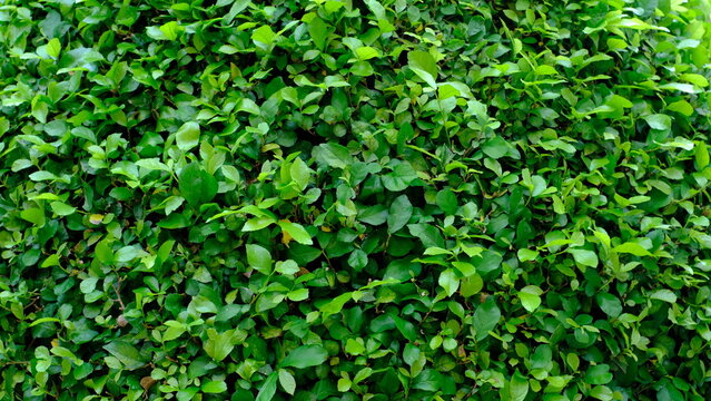 Lush green foliage background of Siamese Rough Bush or Streblus Asper, dense leafy hedge texture for natural wallpaper and eco-friendly design.