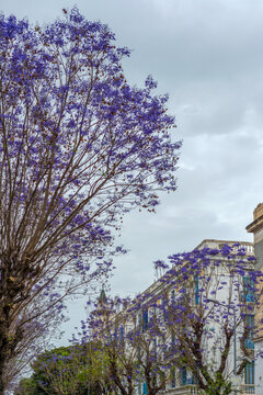 Jacarandas en fleurs dans la ville de Tunis