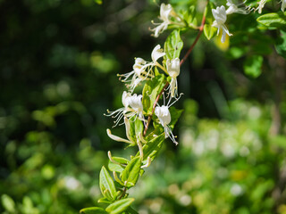 Close up of yellow honeysuckle flowers on a vine © manola72
