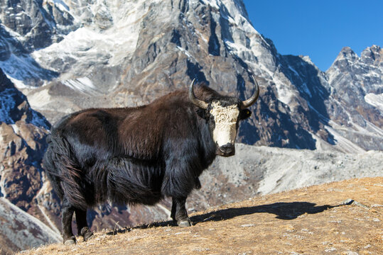 yak or dzo Bos mutus grunniens black and white yak