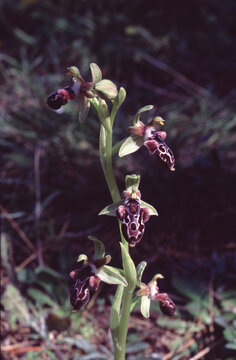 Orphys kotschyi or Cyprus bee orchid or Kotschy's ophrys closup of orchid flower stem with flowers