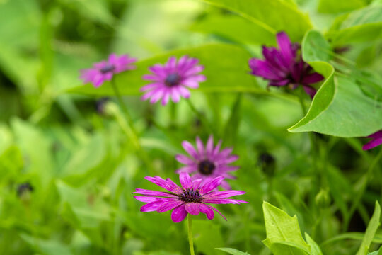 Marguerites violettes dans un jardin au printemps