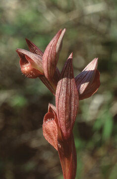 Serpias parviflora or small-flowered tongue-orchid