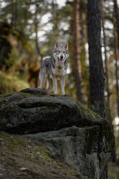 Wolves in the forest... Saarloos Wolfdog
