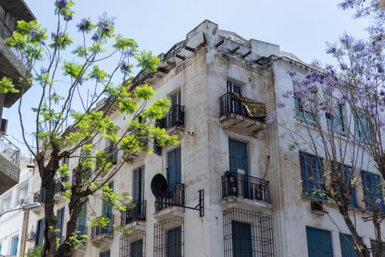 Jacarandas en fleurs dans la ville