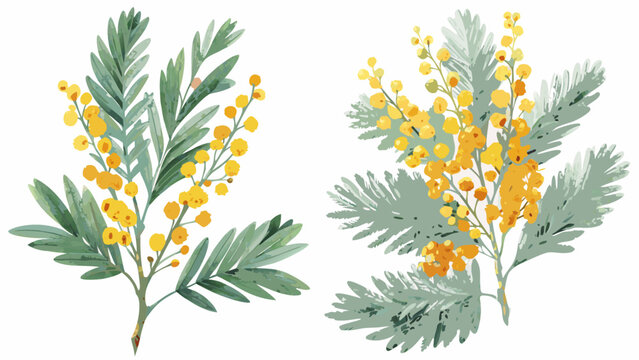 watercolor botanical illustration of mimosa branches with yellow flowers and green foliage isolated on white
