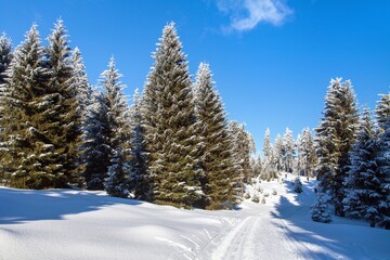 Obraz premium modified cross country skiing way Jesenik mountains