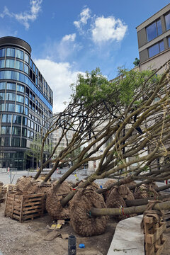Row of young trees with root balls wrapped in burlap lean at construction site in front of buildings. Urban reforestation project, city greening initiative, sustainable urban development.