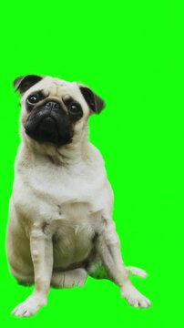 Cute pug dog sitting and tilting head on green screen background