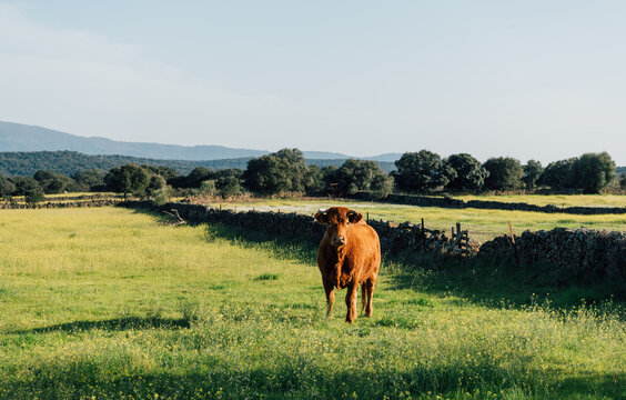 Brown cow standing in green pasture in rural Extremadura Spain