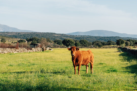 Brown cow standing in green pasture with mountains in background