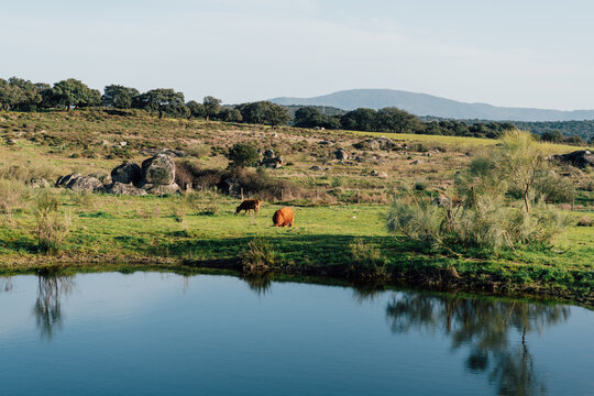 Cows grazing near water in rural landscape with hills