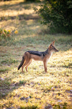 Young Jackal Standing In Sunlit Grassland Morning light
