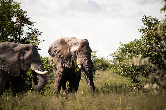 Pair Of Elephants Walking Through Bush in Namibia