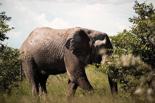 Grazing Elephant Moving Through Tall Grass
